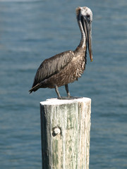 Pelican on a piling 028