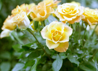 wedding bouquet, bunch of yelloe roses flowers