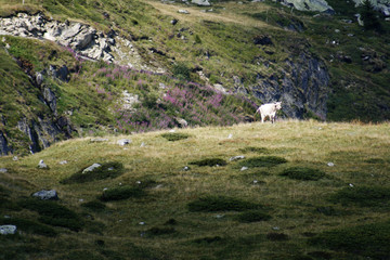 Fototapeta na wymiar Kuh in Berglandschaft