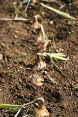 Onions in Soil