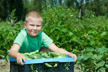 little, smiling boy in a vegetable garden