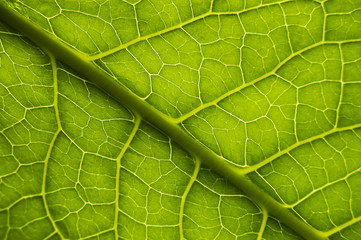 green leaf texture close up