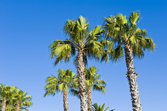 Beautiful green palm trees etched against a blue sky.