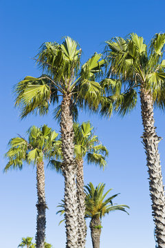 Beautiful green palm trees etched against a blue sky.