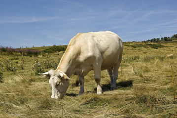 Vache