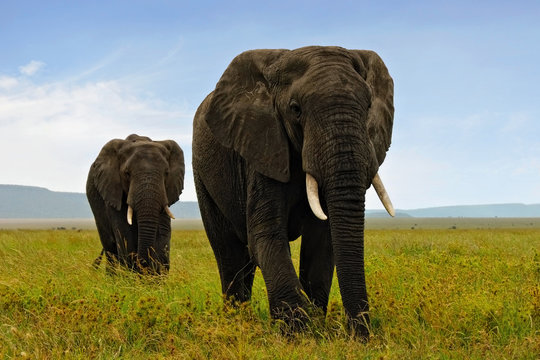 Fototapeta Two adult african elefants walking in savannah