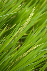 Fototapeta na wymiar close-up of rice grains growing in a field