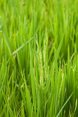 close-up of rice grains growing in a rice field