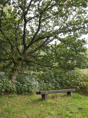 Bench Under Moss Covered Tree in Late Summer