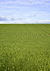 great image of green fields on a beautiful day