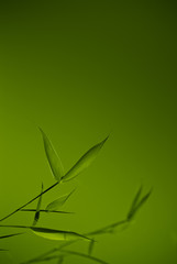 young bamboo over green background