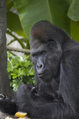 Obraz premium Gorilla frisst