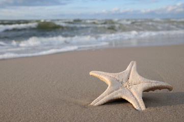 Starfish on sandy beach