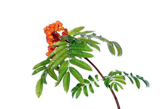 Branch of rowan tree isolated on white background