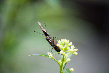 A butterfly on a yellow flower