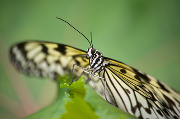 Butterfly resting on a leaf