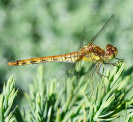 dragonfly