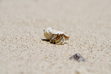 Fototapeta na wymiar a hermit crab checking out the white beach