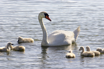 Cygnes en famille