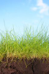 Obraz premium green grass