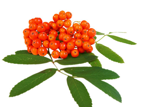 bunch of red rowan,isolated on white background