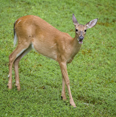 whitetail deer in summer that's covered in flies