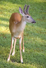 young whitetail deer buck with velvet antlers