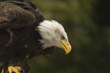 Aigle à l'affut