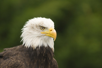 Aigle pecheur