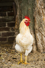 freilaufender weisser hahn auf bauernhof