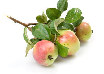 Fresh apple on a white background
