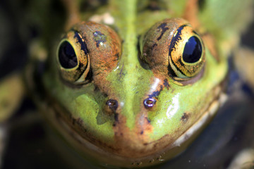 Green frog in the nature