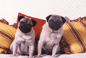 chiots carlin sur canapé