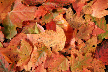 rotes herbstlaub