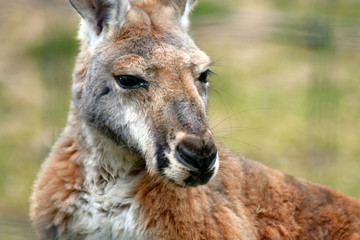 Rotes Riesenkänguru
