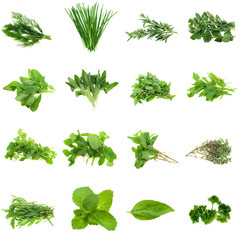 Collection of fresh herbs, isolated on white - obrazy, fototapety, plakaty