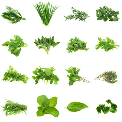 Photo sur Plexiglas Aromatique Collection of fresh herbs, isolated on white