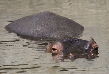 Hippopotamus