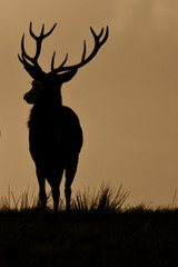 Red Deer (Cervus Elaphus) On Guard