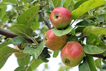 Organic red apples on tree branches