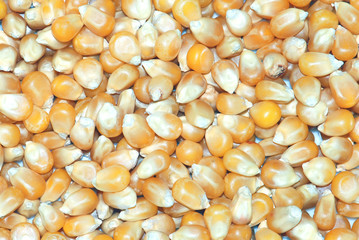 Corn Seeds