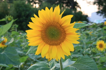 Sonnenblume