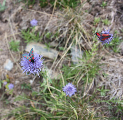papillons