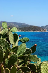 figue de barbarie, sardaigne