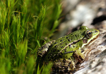 Green frog on the moss
