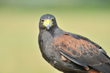 portrait of hawk eagle