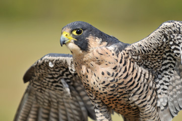 portrait of hawk eagle