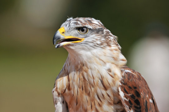 portrait of hawk eagle
