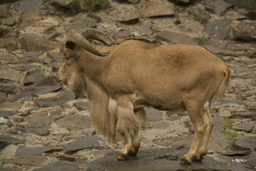 Fototapeta premium Chamois