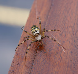 Wasp Spider